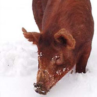 Is Slate’s Takedown of Free-Range Pork Just a Bunch of Hogwash?