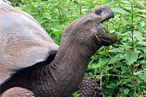 Even Turtles Have Turned Against Us!