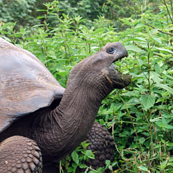 Oh, you thought turtles weren't scary, huh? What about THAT THING?!