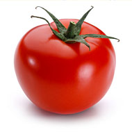 A healthy tomato ... for now.