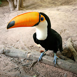No, this toucan is not happy to see you. He's just controlling his temperature.