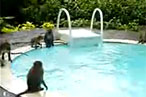 Here Is a Video of Monkeys Having a Pool Party