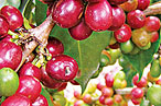 Stumptown Beans Should Be 100 Percent Local Within Two Weeks