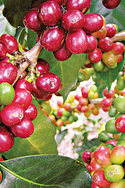 Stumptown Beans Should Be 100 Percent Local Within Two Weeks