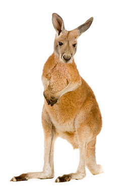 Eight Mile Creek Puts Kangaroo Back on the Menu