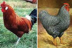 Heritage chickens.
