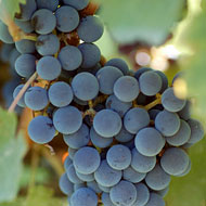 Where to Drink Lambrusco Tonight
