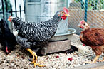 Hatching a Chicken Craze