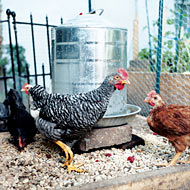 Hatching a Chicken Craze