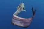 Would You Eat This Ugly Fish?