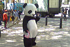 Call Off the Hounds: Sad Panda Is Back