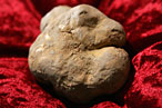 Eat White Truffles Without the Guilt