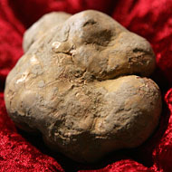 Trufflepalooza's on hold.