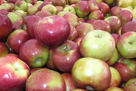 Macoun Apples at the Greenmarket.