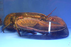 70-Year-Old Lobster Won’t Be Cracked