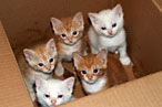 Goldman Sachs Charged With Abandoning Loves Kittens