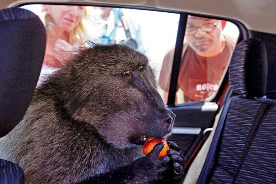 In Cape Town, baboons have figured out how to get into people's cars.