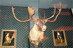 And by the way, not to be too nitpicky, but that's not even a moose. It's a <i>caribou</i>, duh.