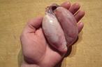 Having a Ball With Lamb and Deer Testicles