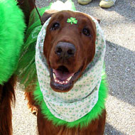 User’s Guide: Amateur Hour St. Patrick’s Day