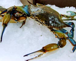 Choptank Gets Crabby As Chesapeake Crustaceans Boom