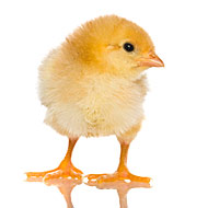 Uh-oh: Cuddly Chickens Responsible for Salmonella Infections