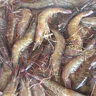 Oil Spills All Over Seafood Menus