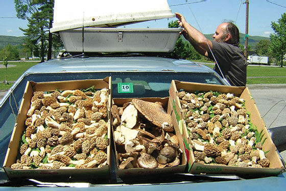 Foraging and Fund-raising With New Amsterdam Market