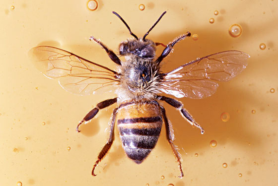 Everything Guide to Bees; Platt Swings by Kenmare