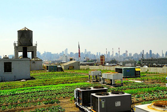 Rooftop Greens and ‘Craft’ Ice Cream Come to Brooklyn Flea