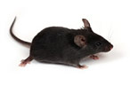 It was too gross, even for this mouse.