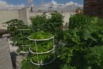 A Preview of New York’s First ‘Rooftop-to-Table’ Restaurant