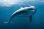 Swim away.