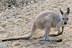 Lawmakers Didn’t Know Jack About Kangaroos