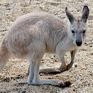 Lawmakers Didn’t Know Jack About Kangaroos