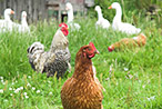 Jon Bloostein Impulse-Buys $3,400 of Geese at Heirloom Vegetable Auction