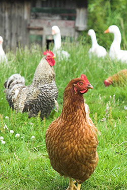 Jon Bloostein Impulse-Buys $3,400 of Geese at Heirloom Vegetable Auction