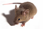 Cute mouse says: