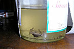 A Wine With Legs (Frog Legs, That Is)