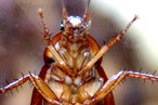 Archbold ate roaches and worms during the competition.