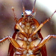 Archbold ate roaches and worms during the competition.
