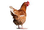 Better than becoming a nugget.