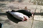 New Yorkers Don’t Give a Sh-t If Their Fish Has Been Lying on the Sidewalk