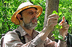 The Wildman examines a leaf.