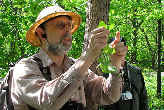 The Wildman examines a leaf.
