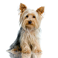 We've used a decoy Yorkie to protect the real Charlie's identity.