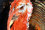 Here's looking at you, dinner.