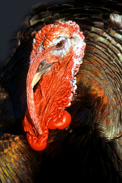 Here's looking at you, dinner.