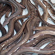 Wacky Christmas Traditions: Eels! Pooping Logs!