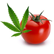 Don’t Use Food to Smuggle Your Huge Supply of Illegal Drugs Into the Country